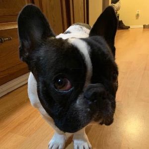 Meet your Posher, Llisa